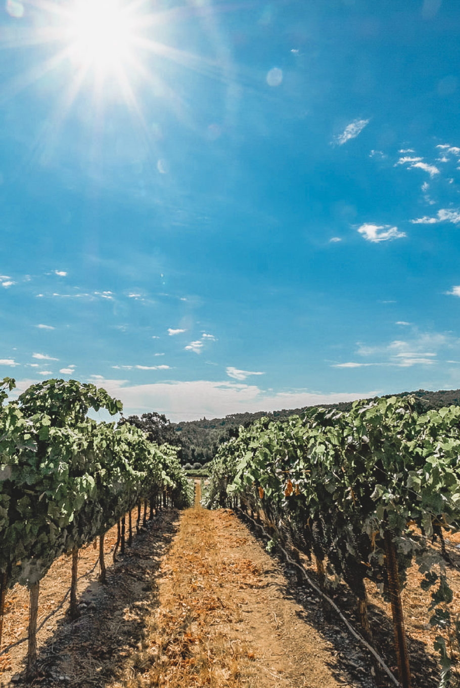 california wine country grape vineyards