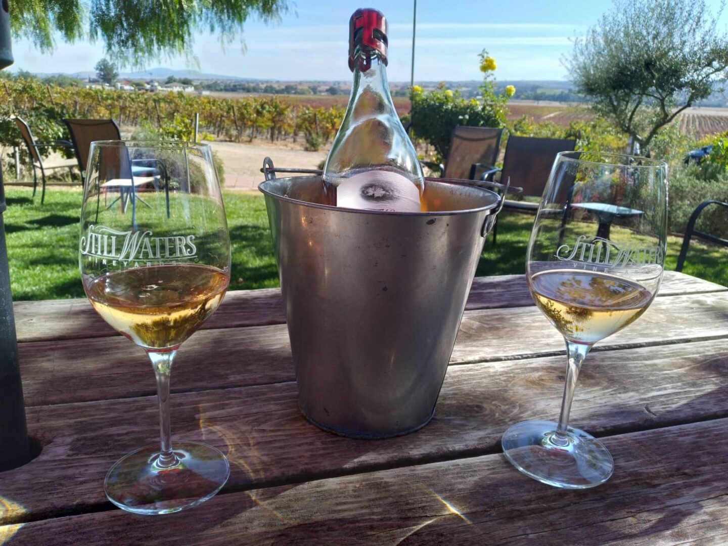wine in an ice bucket and two glasses of white wine at a vineyard for wine tasting