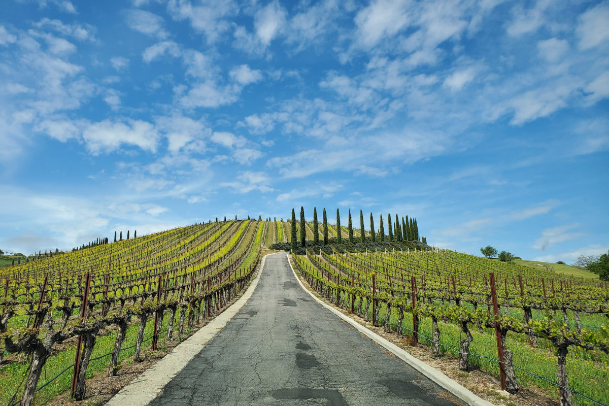 driveway through vineyard on hill with Italian Cyprus