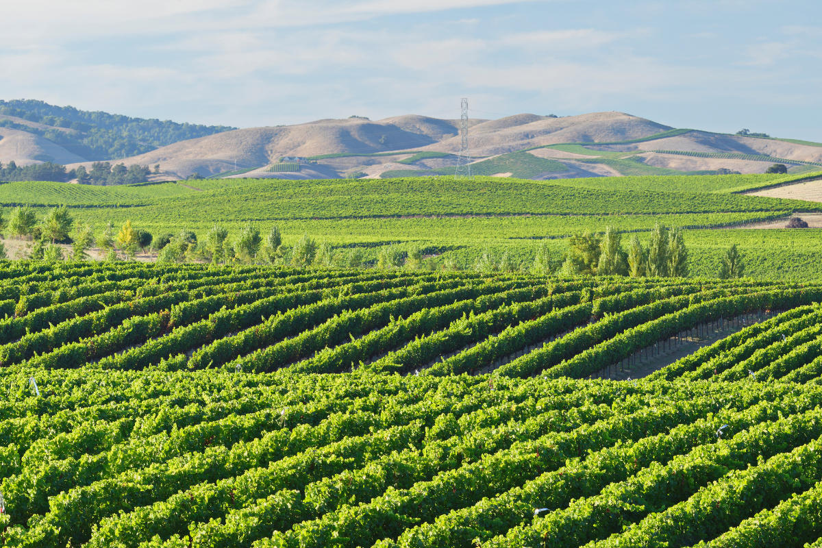 vineyards in Napa Valley