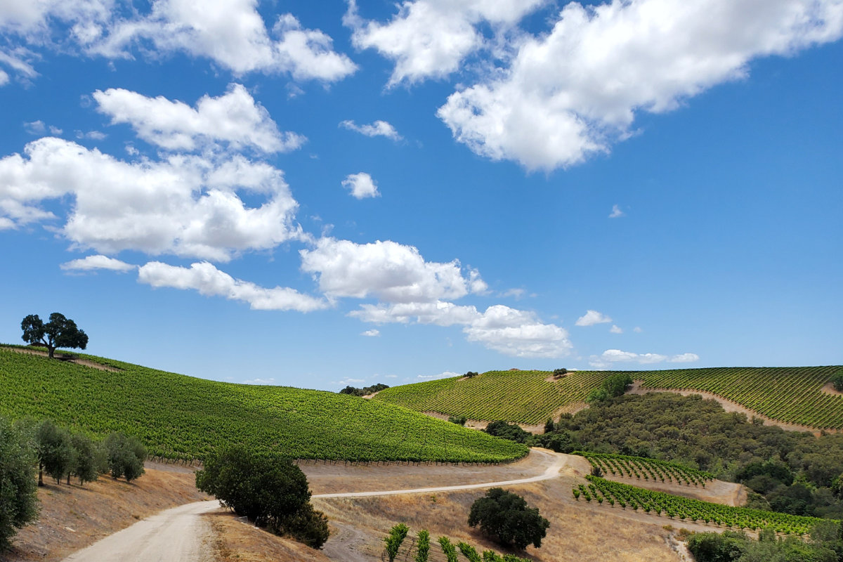 A beautiful vineyard with clouds in Paso Robles CA