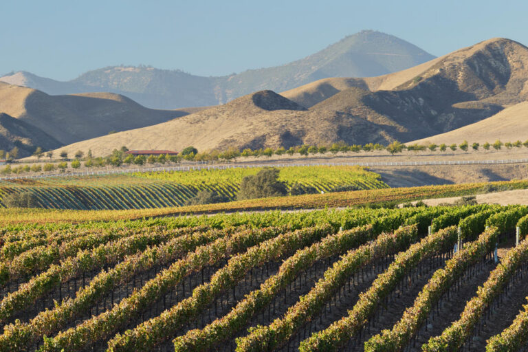 green rolling hills in the background of a vineyard of california wine regions