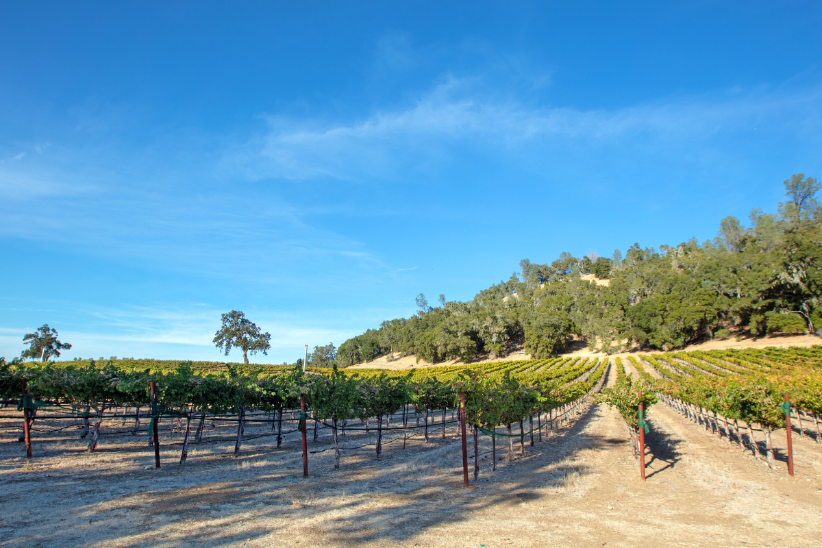 vineyards in paso robles, one of californias wine regions
