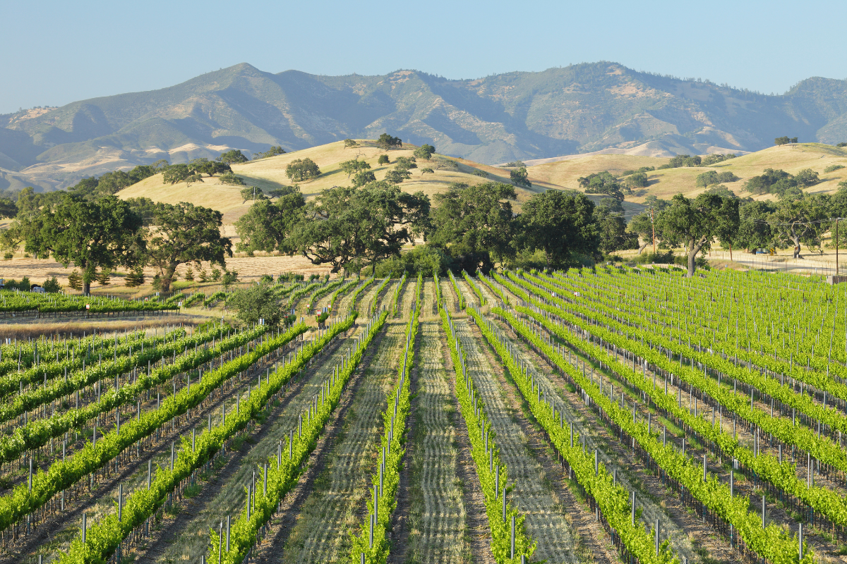 vineyards in santa barbara, one of californias wine regions