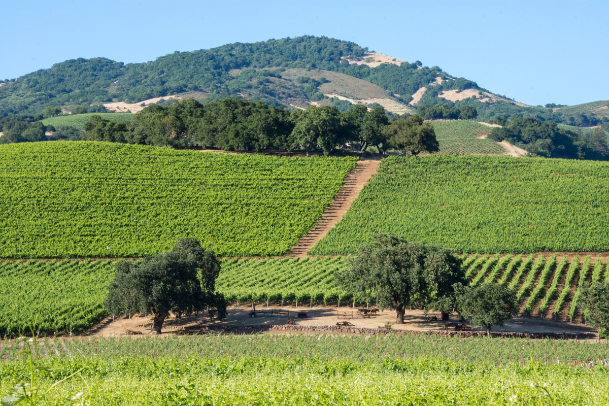 vineyards in sonoma valley, one of californias wine countries