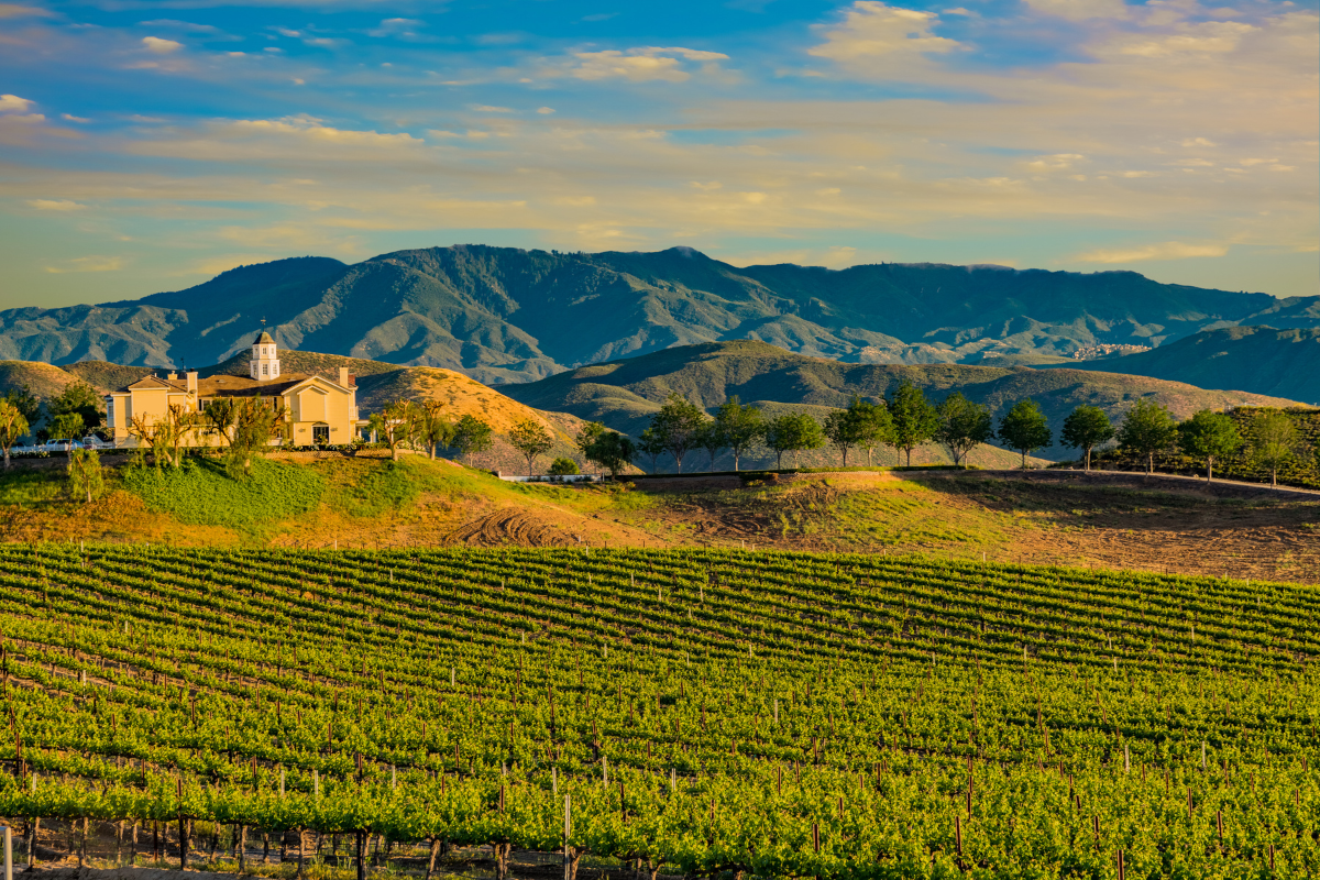 golden light hitting a vineyard and the mountains in temecula, ca