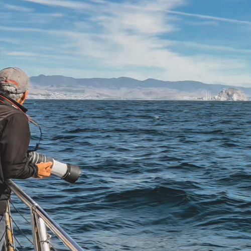Whale Watching Central Coast - Toast Tours - Morro Bay