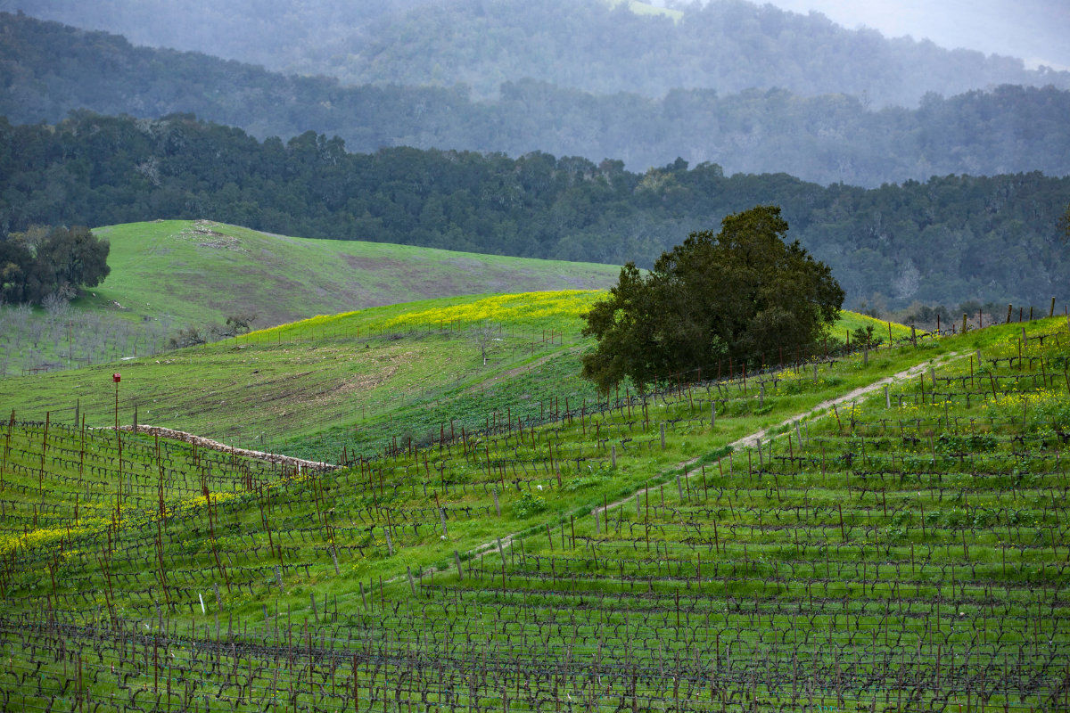 lush greenery in paso robles wine region