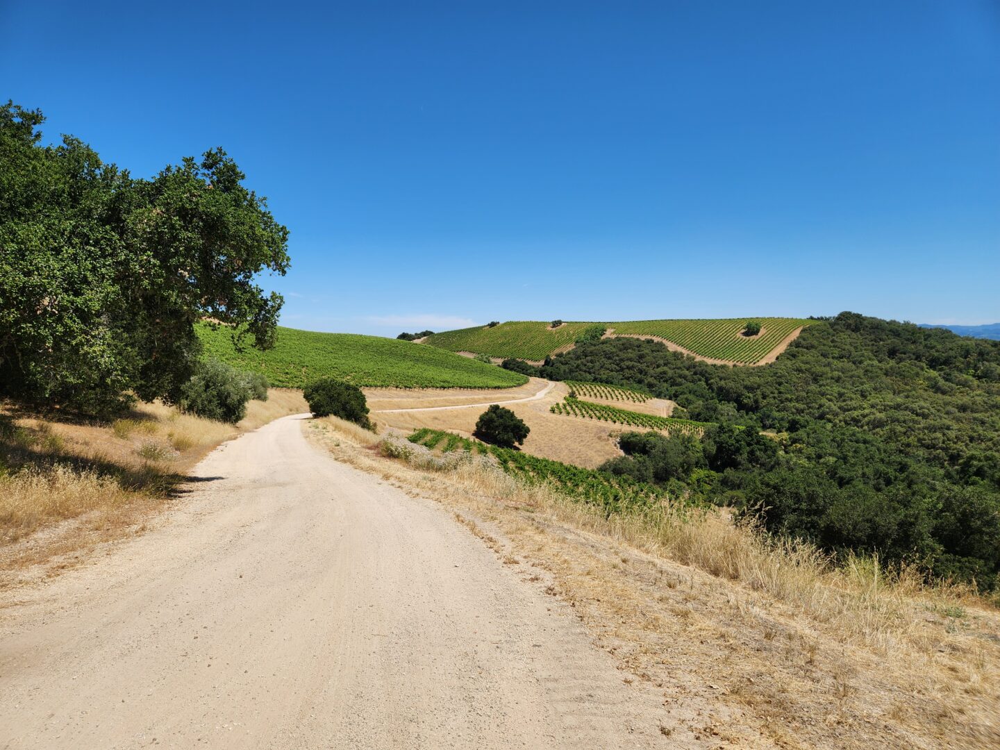 Dirt road leading to a vineyard