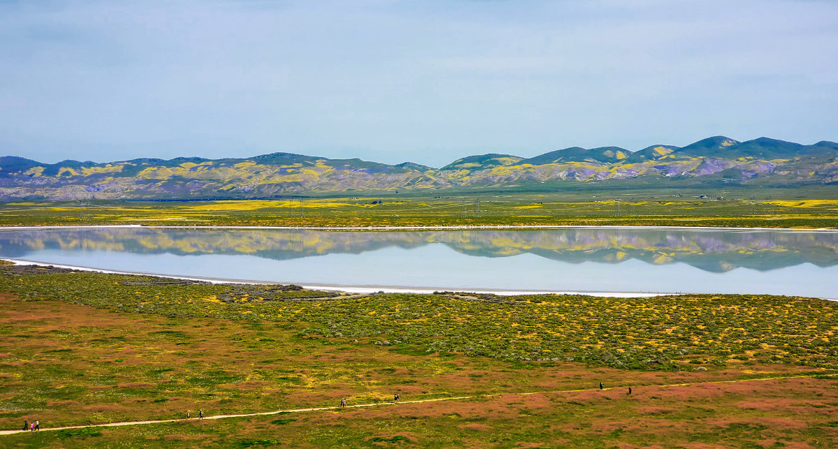 Superbloom Paso Robles