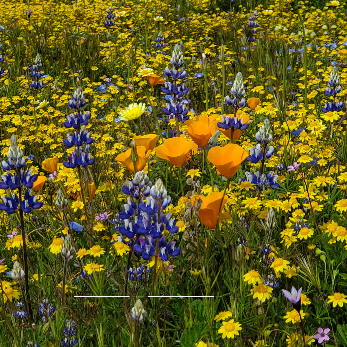 Wildflowers California