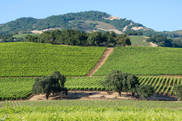 vineyards in sonoma valley, one of californias wine countries