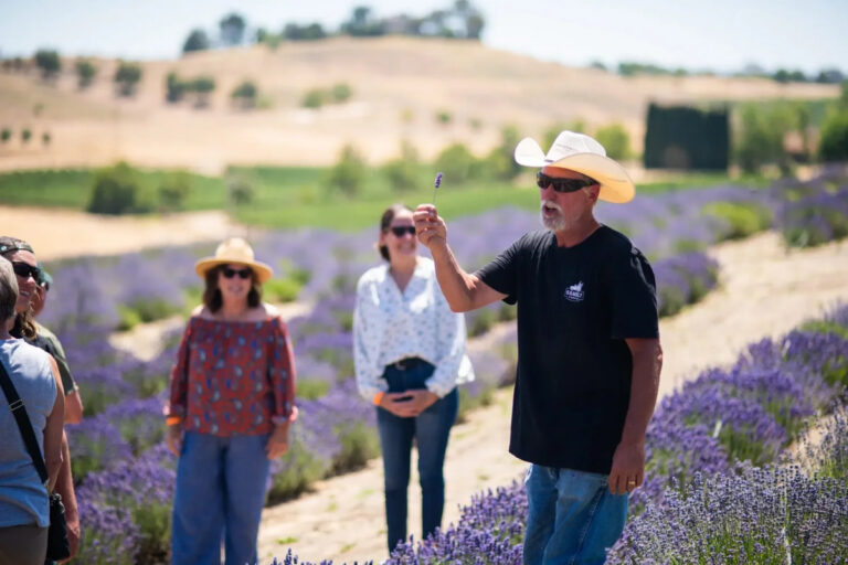 Tour Guide at Lavender Farm