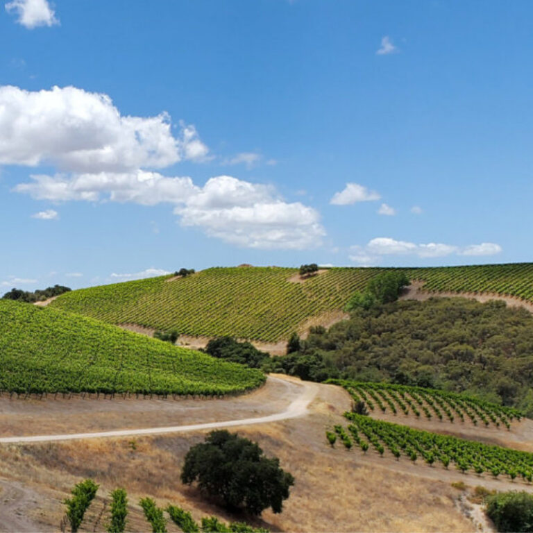 windy dirt road through vineyards with oak trees